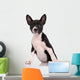 Basenji Dog Puppy Isolated over White Background 