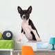Basenji Dog Puppy Isolated over White Background 