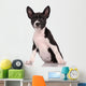 Basenji Dog Puppy Isolated over White Background 