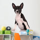 Basenji Dog Puppy Isolated over White Background 
