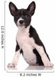 Basenji Dog Puppy Isolated over White Background 
