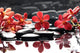 Branch Red Orchid With Zen Stones Reflection 