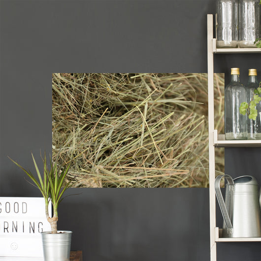 Hay, close up 