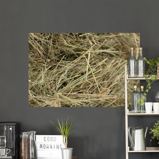 Hay, close up 