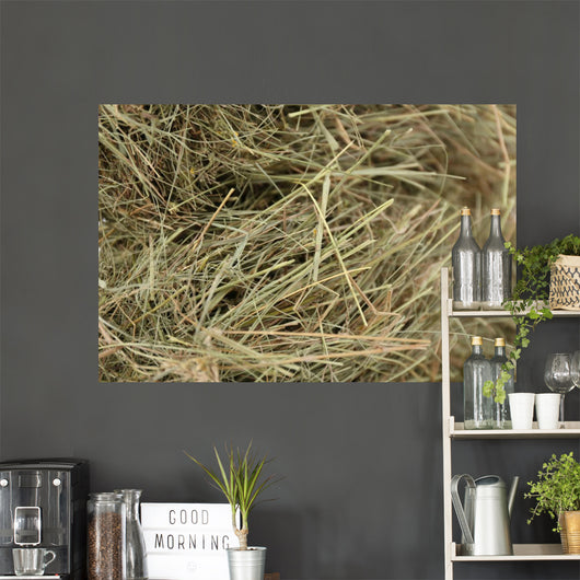 Hay, close up 
