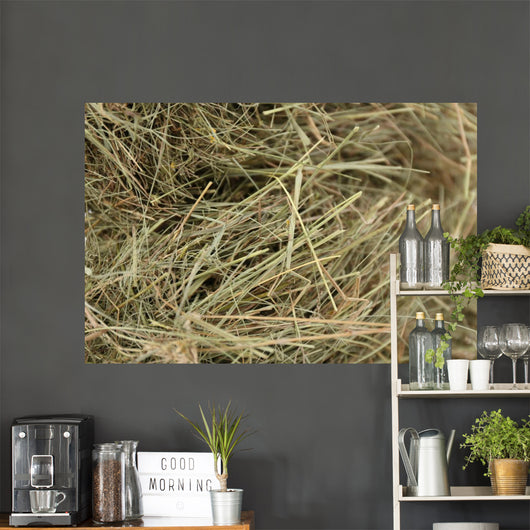 Hay, close up 