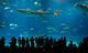 World's largest acrylic aquarium Wall Mural