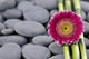 Gerbera and Thin Bamboo Grove on Zen Pebbles 