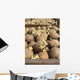 Seed-potatoes Wall Mural