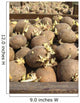 Seed-potatoes Wall Mural