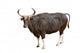 Banteng Wall Decal