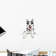 Husky Dog Portrait above White 