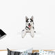 Husky Dog Portrait above White 