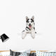 Husky Dog Portrait above White 