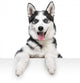 Husky Dog Portrait above White 
