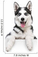 Husky Dog Portrait above White 