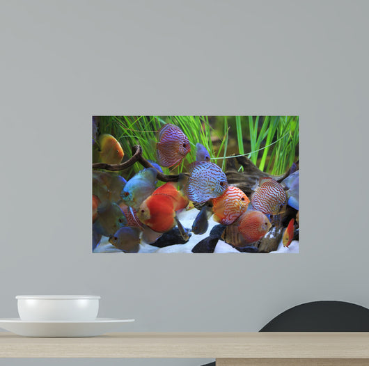 colored discus 