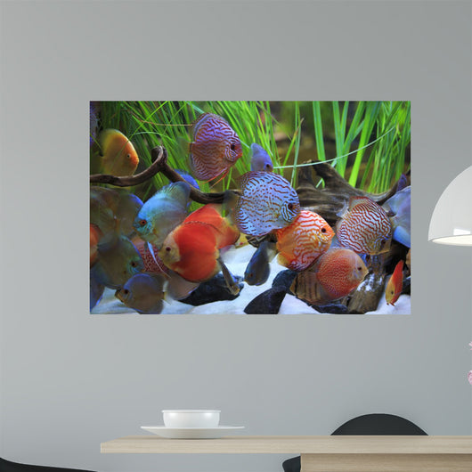 colored discus 