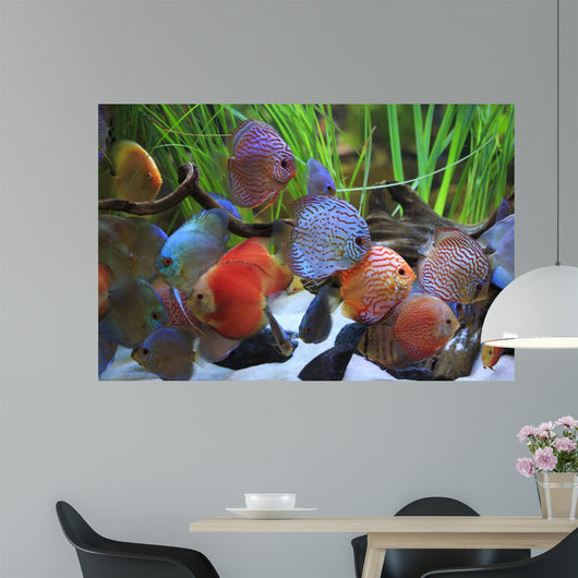 colored discus 
