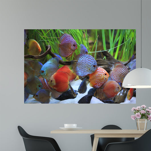 colored discus 