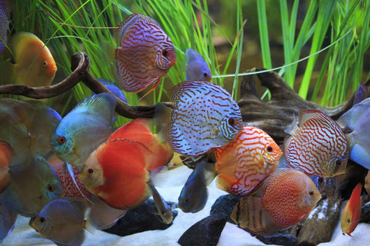 colored discus 