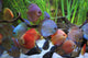 colored discus 