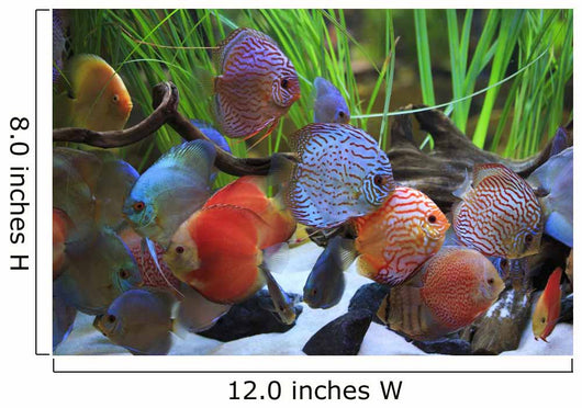 colored discus 