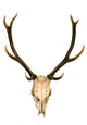 This Is Horns of Deer Very Wall Decal
