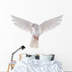 flying dove 