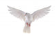 flying dove 