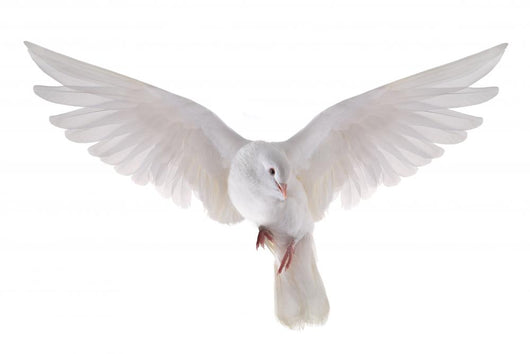 Flying Dove Wall Decal