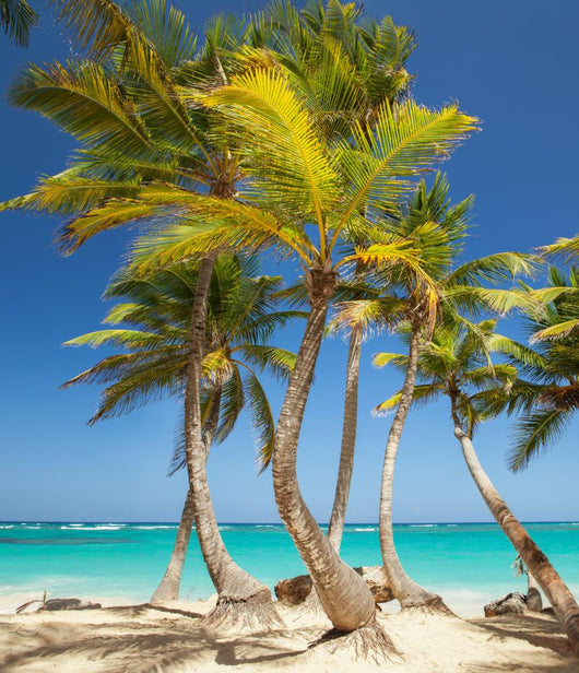 tropical beach 