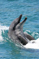 Bottlenose Dolphin Wall Decal