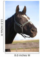 Beautiful black  thoroughbred horse head at farm 