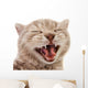 kitten 