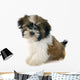 Puppy Shitzu Wall Decal