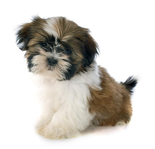 Puppy Shitzu Wall Decal