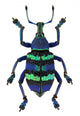 Blue Exotic Beetle 