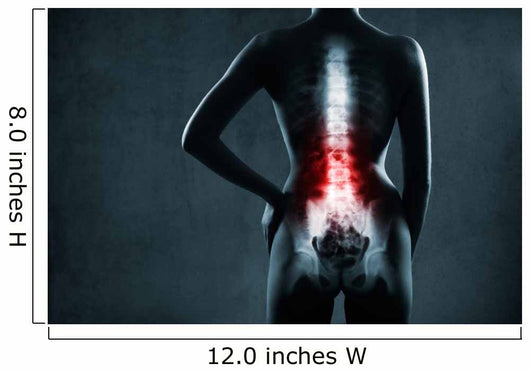 Spine in x-ray. The lumbar spine is highlighted by red colour. 