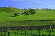 Vignes Californiennes Wall Decal