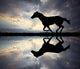 galloping horse Wall Mural