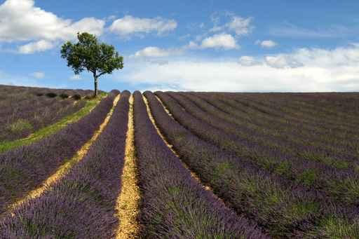 Provence Wall Decal Design 3