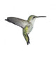 Flying Ruby-throated Hummingbird on white Wall Decal