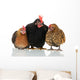 Old Biddies Chickens Wall Decal