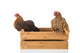 Chickens on Wooden Crate Wall Decal
