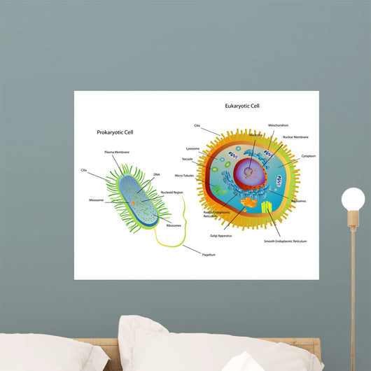 Cross Section Diagram of Prokaryotic Wall Mural