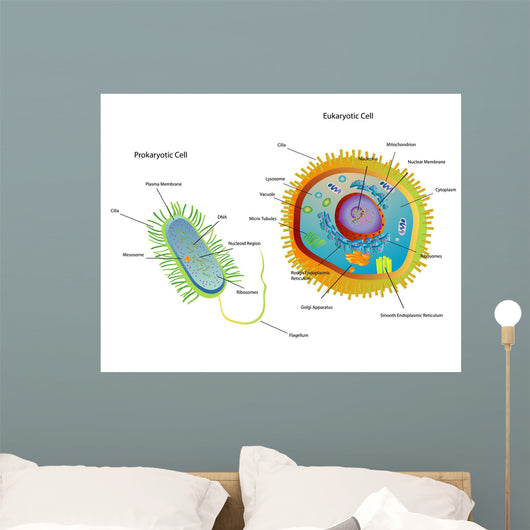 Cross Section Diagram of Prokaryotic Wall Mural