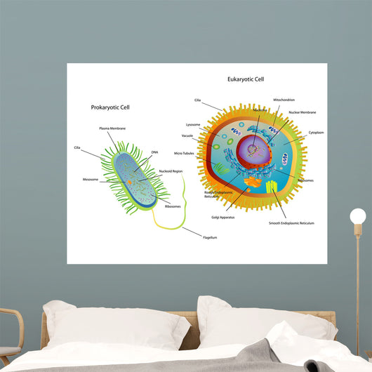 Cross Section Diagram of Prokaryotic Wall Mural
