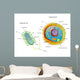 Cross Section Diagram of Prokaryotic Wall Mural