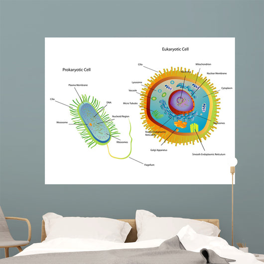 Cross Section Diagram of Prokaryotic Wall Mural